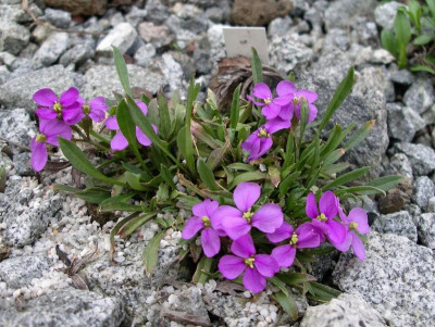 Erysium amoenum 18.04.18.JPG