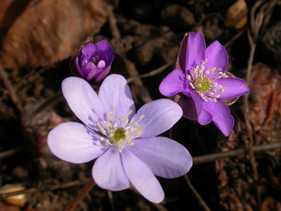 hep068.jpg