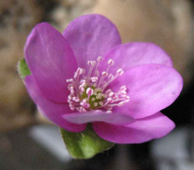 13.3.07._Hepatica_nobilis_Odette_004.JPG