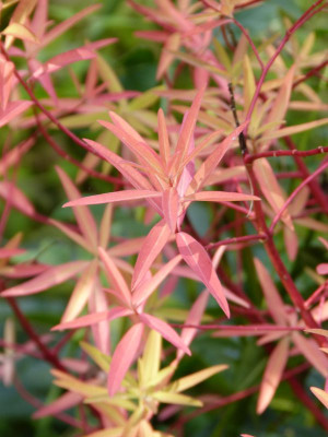 2017-09-22 Euphorbia palustris 'Teichlaterne'.jpg