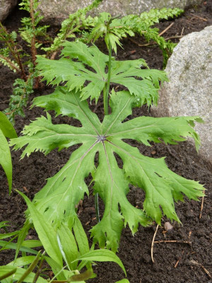 2017-05-13 Syneilesis palmata 'Hagoromo'.jpg