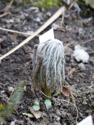 2018-04-18 Syneilesis 'Hagoromo'.jpg
