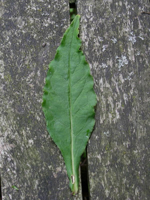 P mplifolia Pöppel Blatt.JPG