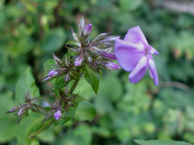P amplifolia Pöppel.JPG