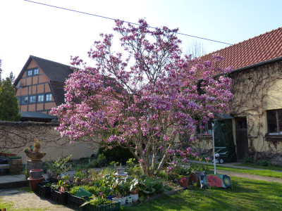 2018-04-18 Magnolia 'Betty' 2.jpg