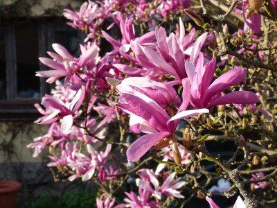 2018-04-18 Magnolia 'Betty' 1.jpg