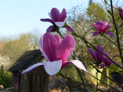 2018-04-18 Magnolia 'Galaxy' 1.jpg