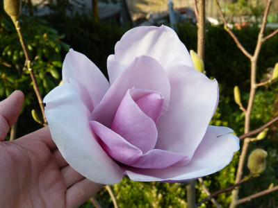 2018-04-18 Magnolia 'Atlas' 2.jpg
