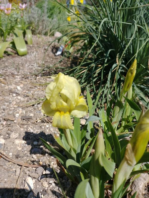 Iris_lutescens_180418.jpg