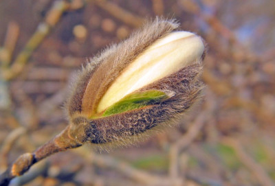 STERNMAGNOLIE_MI_1403.jpg