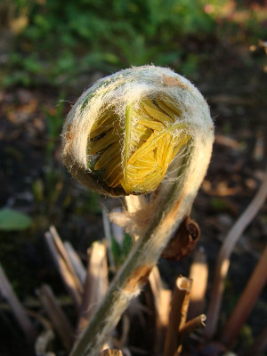 Osmunda regalis Austrieb.jpg
