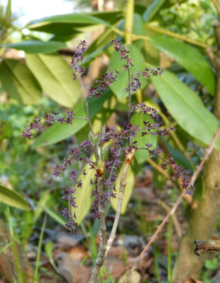2018-04-18 Xanthoriza simplicissima.jpg