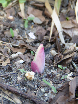 2018-04-18 Polygonatum odoratum 'Kayaba Nishiki'.jpg