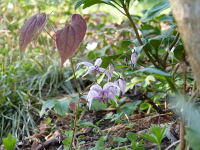 2018-04-18 Epimedium brachyrrhizum.jpg