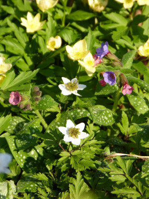 2018-04-18 Anemone nemorosa 'Green Fingers'.jpg