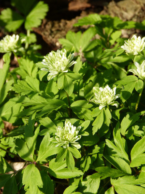 2018-04-18 Anemone nemorosa 'Monstrosa'.jpg