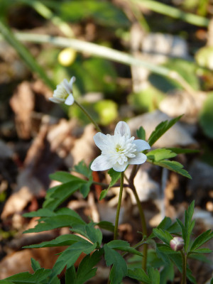 2018-04-18 Anemone nemorosa 'Pink Delight'.jpg