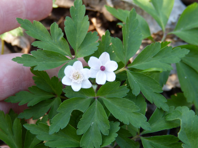 2018-04-18 Anemone nemorosa 'Thekla'.jpg