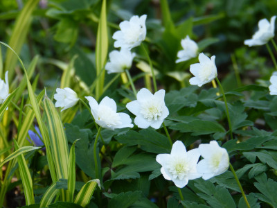 2018-04-18 Anemone nemorosa 'Vestal'.jpg