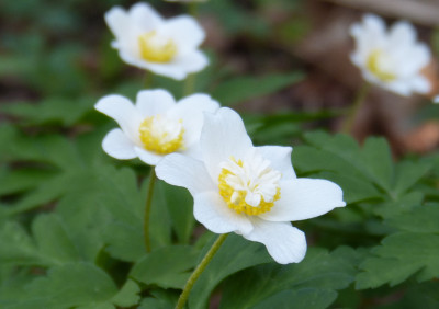 2018-04-18 Anemone nemorosa 'White Cup'.jpg