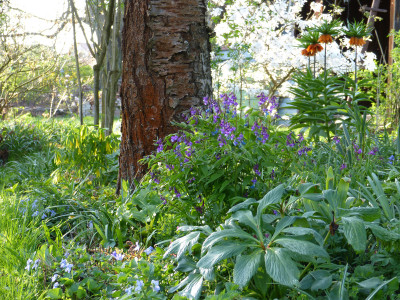 2018-04-18 Gartenimpressionen 1.jpg