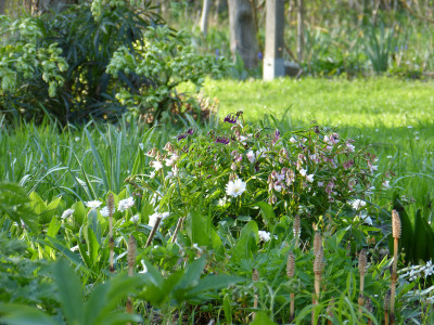 2018-04-18 Gartenimpressionen 2.jpg