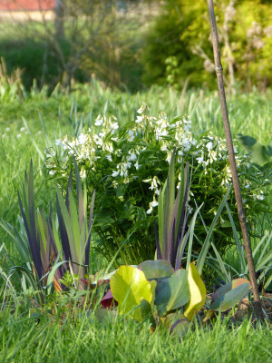 2018-04-18 Gartenimpressionen 3.jpg
