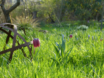 2018-04-18 Gartenimpressionen 4.jpg