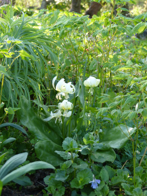 2018-04-18 Erythronium 'White Beauty'.jpg