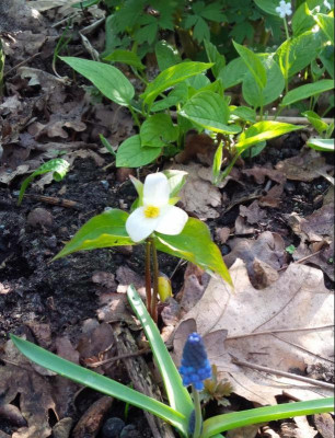 Trillium 20180418.jpg