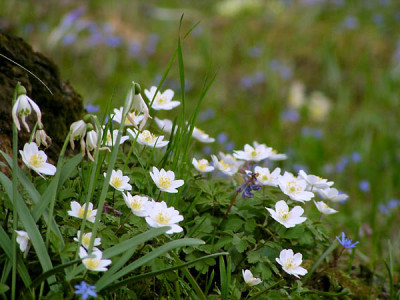 anemone_nemorosa_und_so.jpg