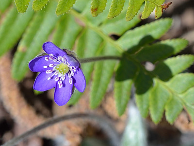 DSC_2479-Leberblümchen-Farn_006.JPG