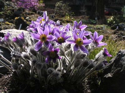 a_pulsatilla_croatica.jpg