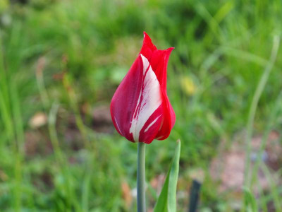 Tulip Lily-flowered 'Red Shine' P4170109.JPG