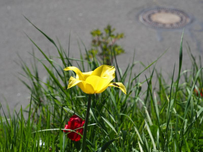 gelbe Tulpe P4190106.JPG