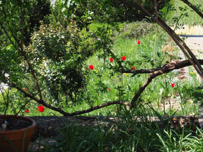 Hang mit roten Tulpen P4190105.JPG