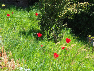 Hang mit roten Tulpen P4190109.JPG