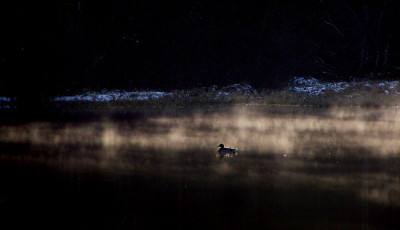 ente_im_nebel.jpg