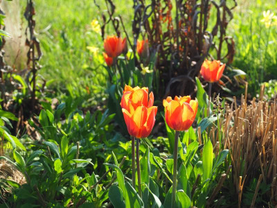 Tulipa Triumph 'Prinses Irene'  P4170071.JPG