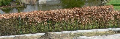 Hecke_Nachbar.jpg