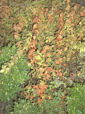 Euonymus_for._radicans_Winterfarbung_in_der_Sonne.jpg