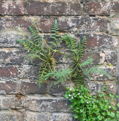 corydalis_cheilanthifolia.jpg