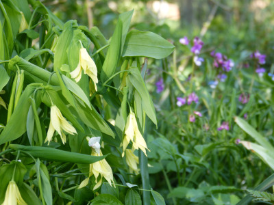 2018-04-19 Uvularia grandiflora var. pallida.jpg