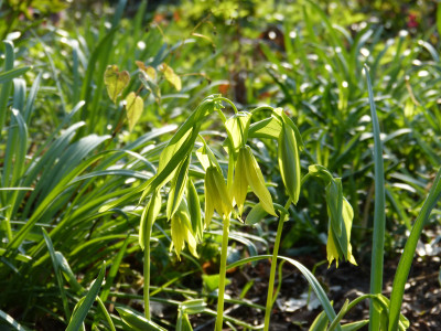 2018-04-19 Uvularia grandiflora 'Lynda Windsor'.jpg