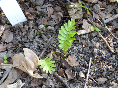 2018-04-19 Pteridophyllum racemosum.jpg