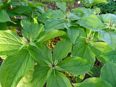 Paris quadrifolia April 2018.JPG