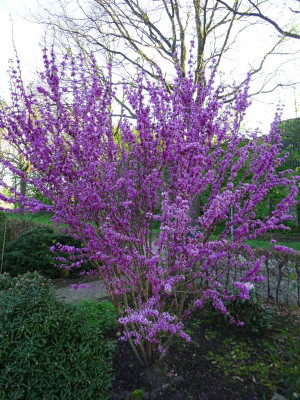 Cercis chinensis Avondale April 2018.JPG