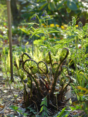 2018-04-19 Dryopteris dickinsii.jpg