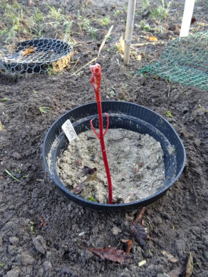 Aesculus wilsonii Germination April 2018.JPG