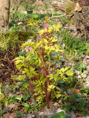2018-04-19 Dicentra spectabilis 'Gold Heart'.jpg